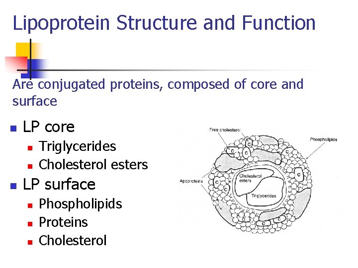 Lipoprotein Structure and Function Are conjugated proteins, composed of core and surface n LP