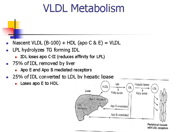 VLDL Metabolism n n Nascent VLDL (B-100) + HDL (apo C & E) =