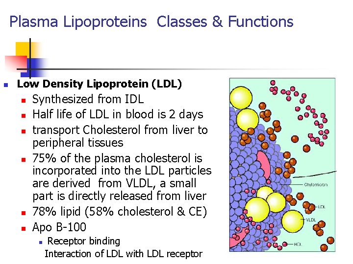 Plasma Lipoproteins Classes & Functions n Low Density Lipoprotein (LDL) n n n Synthesized