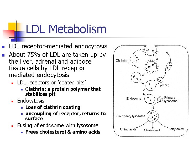 LDL Metabolism n n LDL receptor-mediated endocytosis About 75% of LDL are taken up