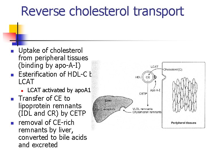 Reverse cholesterol transport n n Uptake of cholesterol from peripheral tissues (binding by apo-A-I)