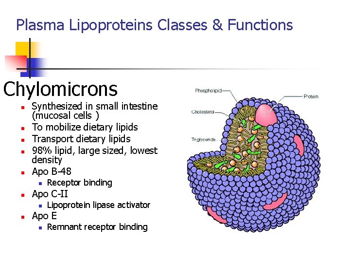 Plasma Lipoproteins Classes & Functions Chylomicrons n n n Synthesized in small intestine (mucosal