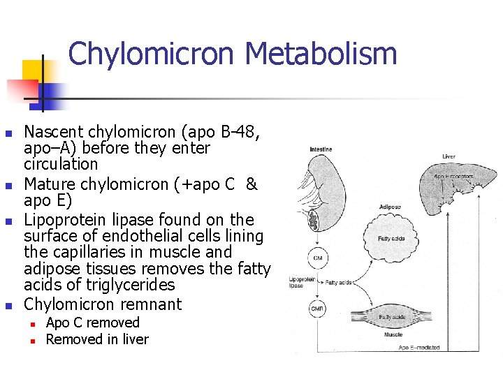 Chylomicron Metabolism n n Nascent chylomicron (apo B-48, apo–A) before they enter circulation Mature