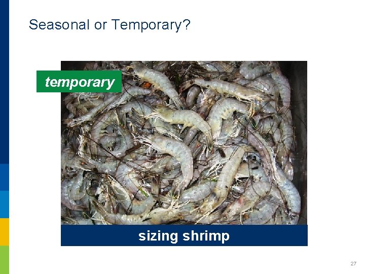 Seasonal or Temporary? temporary sizing shrimp 27 