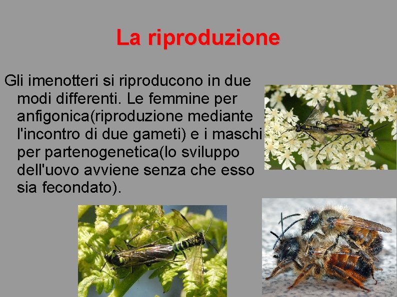 La riproduzione Gli imenotteri si riproducono in due modi differenti. Le femmine per anfigonica(riproduzione