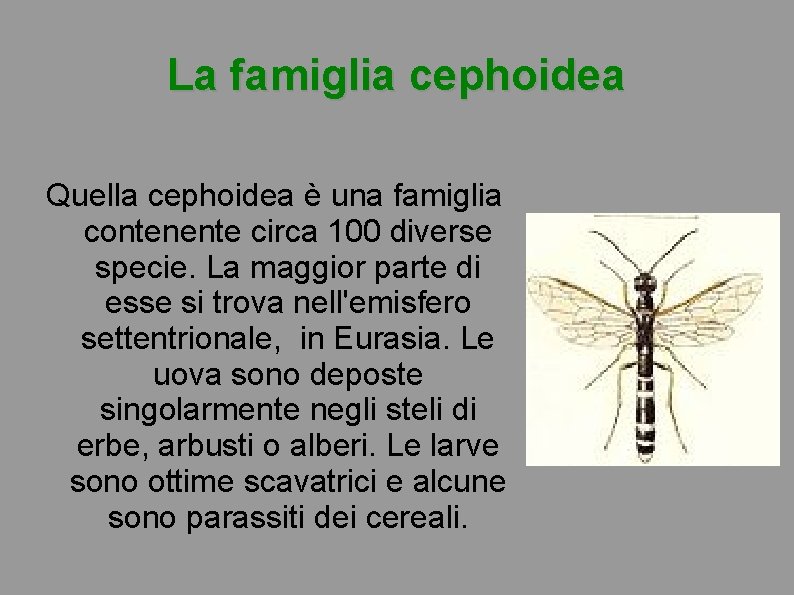 La famiglia cephoidea Quella cephoidea è una famiglia contenente circa 100 diverse specie. La