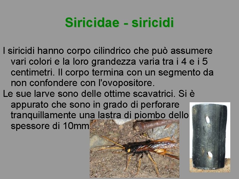 Siricidae - siricidi I siricidi hanno corpo cilindrico che può assumere vari colori e