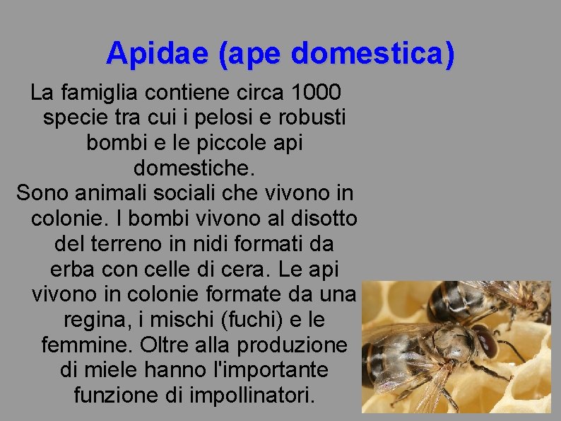 Apidae (ape domestica) La famiglia contiene circa 1000 specie tra cui i pelosi e