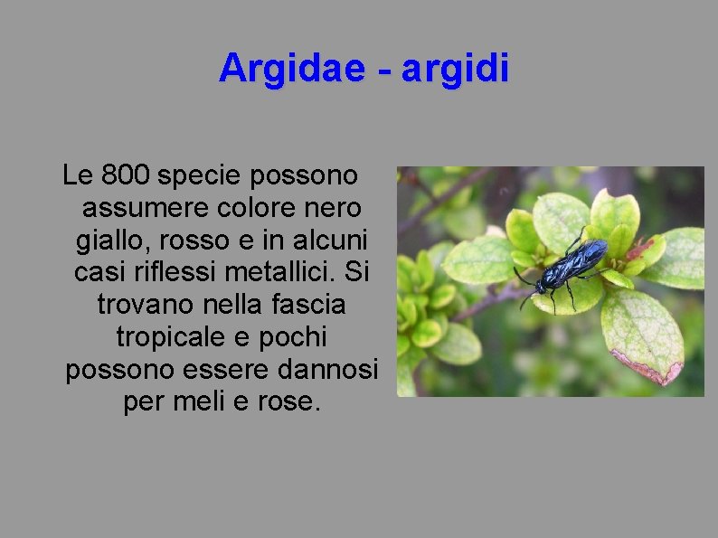 Argidae - argidi Le 800 specie possono assumere colore nero giallo, rosso e in