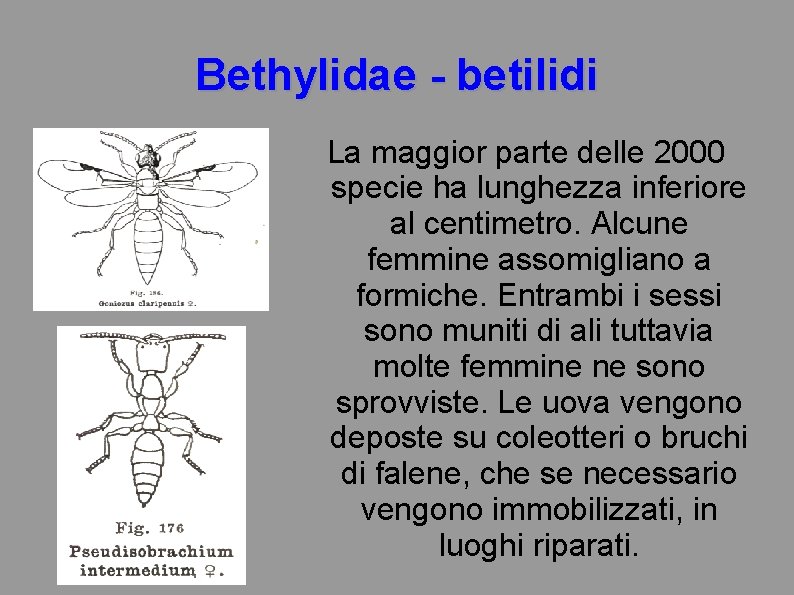 Bethylidae - betilidi La maggior parte delle 2000 specie ha lunghezza inferiore al centimetro.