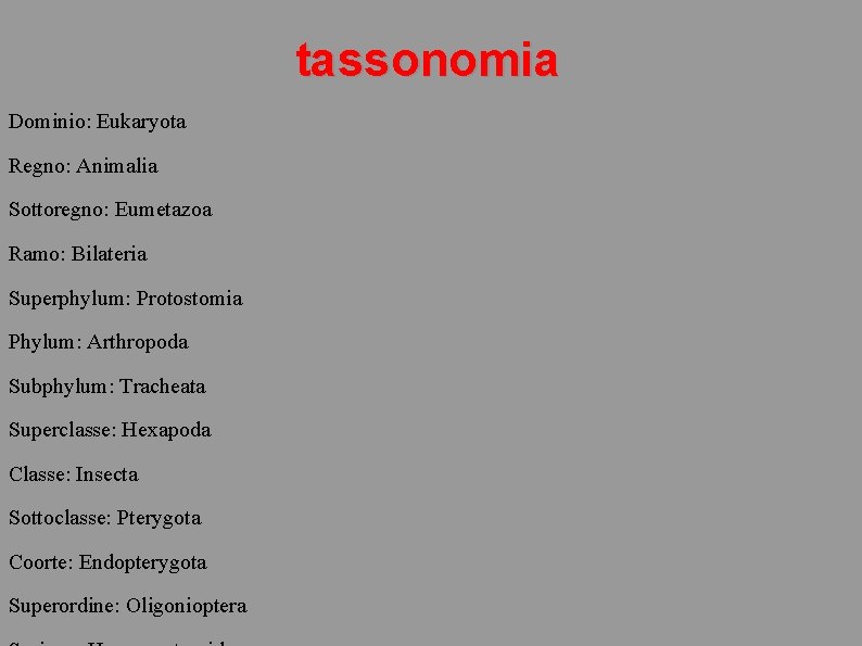 tassonomia Dominio: Eukaryota Regno: Animalia Sottoregno: Eumetazoa Ramo: Bilateria Superphylum: Protostomia Phylum: Arthropoda Subphylum: