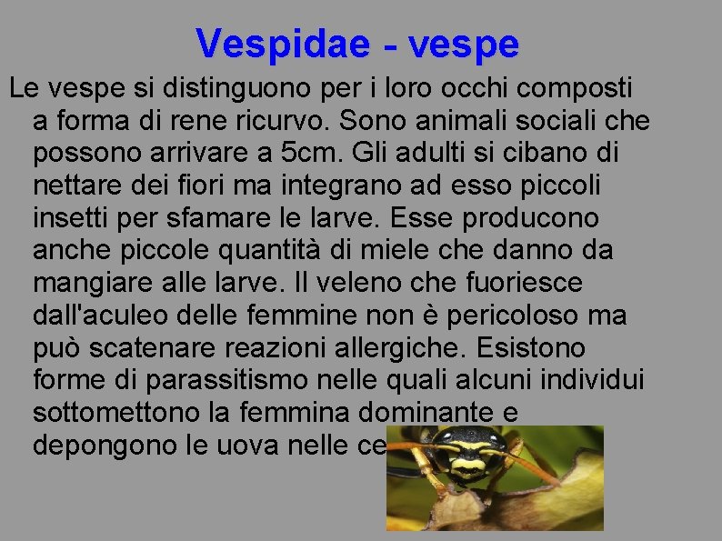 Vespidae - vespe Le vespe si distinguono per i loro occhi composti a forma