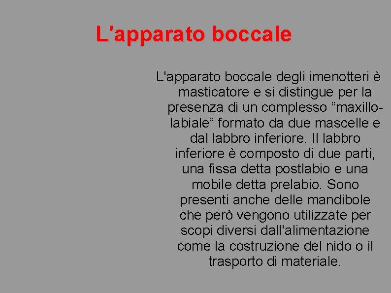 L'apparato boccale degli imenotteri è masticatore e si distingue per la presenza di un