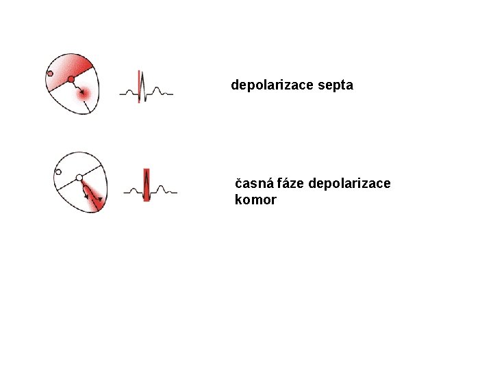 depolarizace septa časná fáze depolarizace komor 