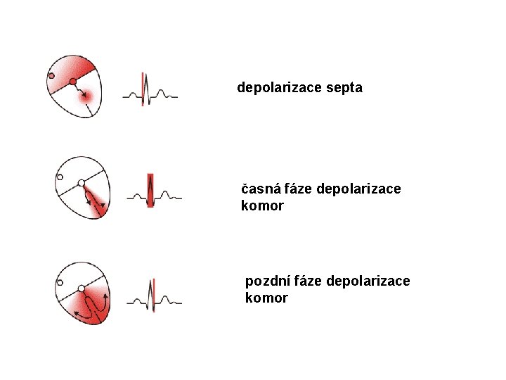 depolarizace septa časná fáze depolarizace komor pozdní fáze depolarizace komor 