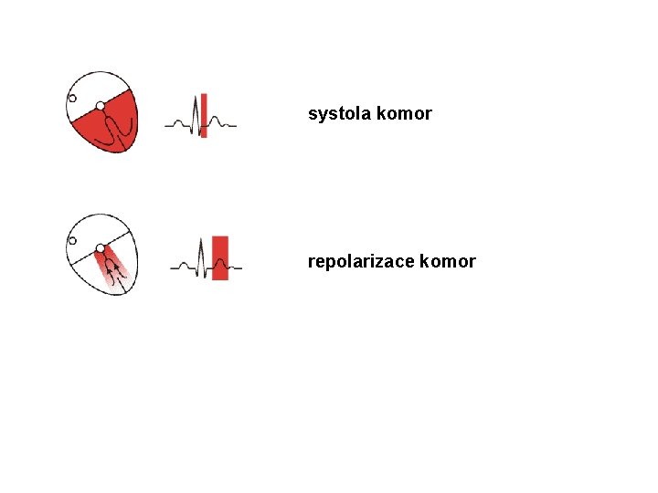 systola komor repolarizace komor 