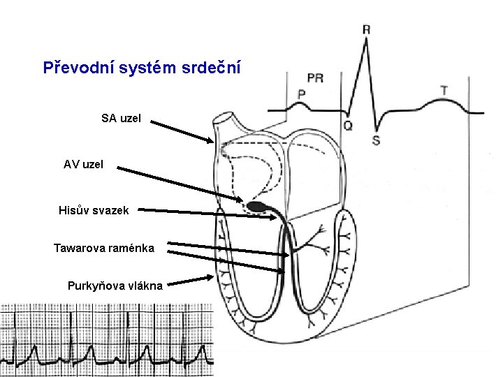 Převodní systém srdeční SA uzel AV uzel Hisův svazek Tawarova raménka Purkyňova vlákna 