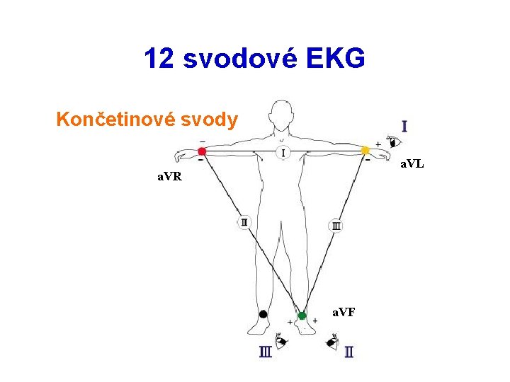 12 svodové EKG Končetinové svody a. VL a. VR a. VF 