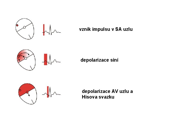 vznik impulsu v SA uzlu depolarizace síní depolarizace AV uzlu a Hisova svazku 