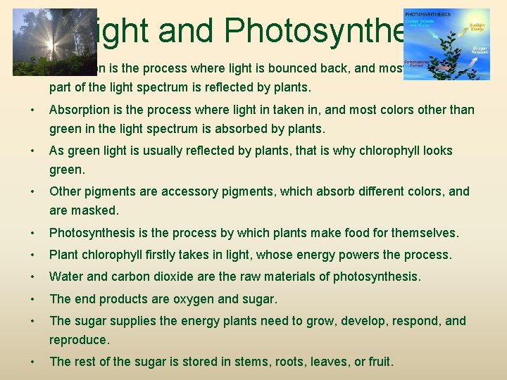 Light and Photosynthesis • Reflection is the process where light is bounced back, and