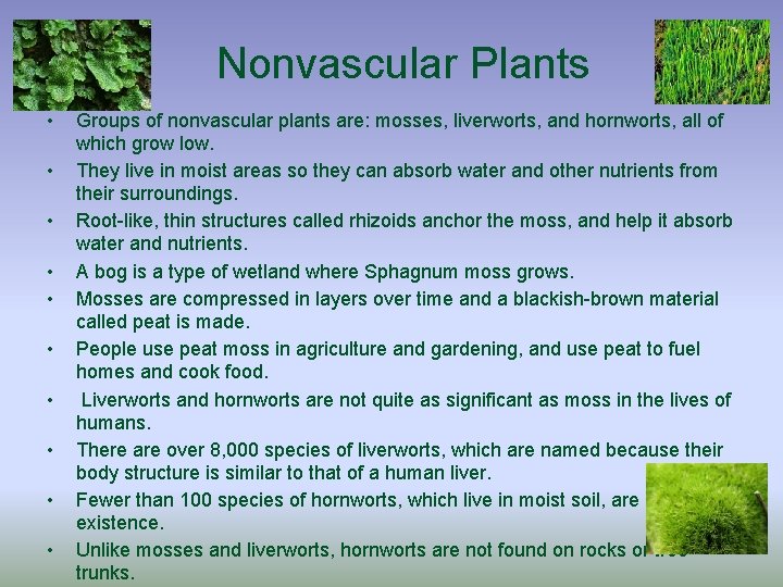 Nonvascular Plants • • • Groups of nonvascular plants are: mosses, liverworts, and hornworts,