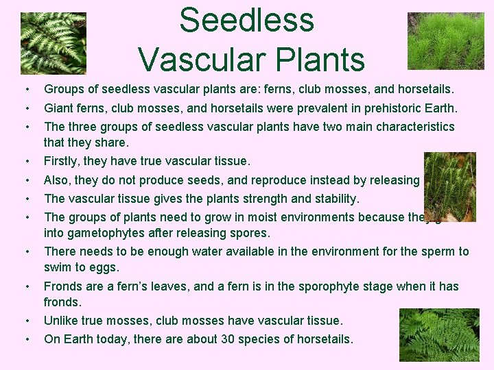 Seedless Vascular Plants • • • Groups of seedless vascular plants are: ferns, club
