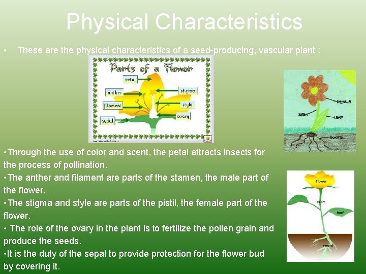 Physical Characteristics • These are the physical characteristics of a seed-producing, vascular plant :