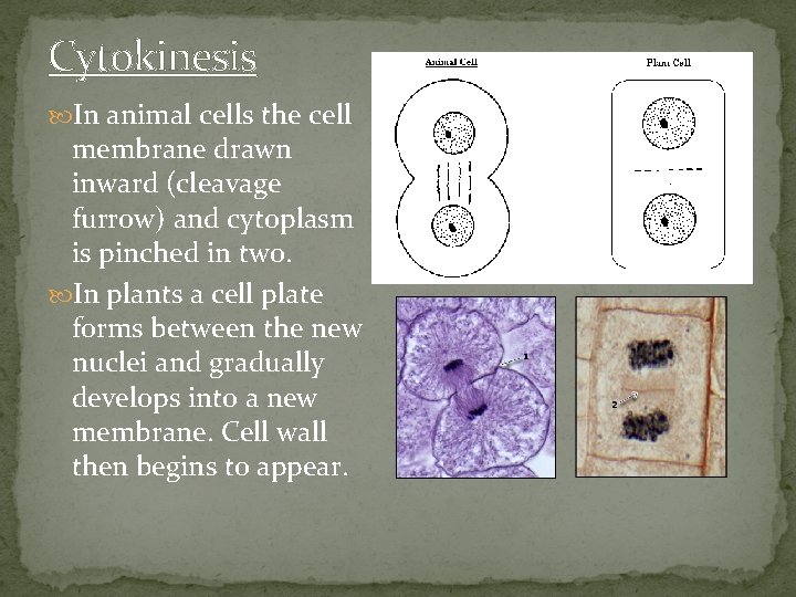 Cytokinesis In animal cells the cell membrane drawn inward (cleavage furrow) and cytoplasm is