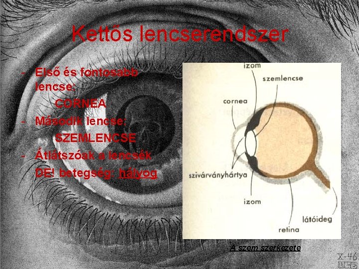 Kettős lencserendszer - Első és fontosabb lencse: CORNEA - Második lencse: SZEMLENCSE - Átlátszóak