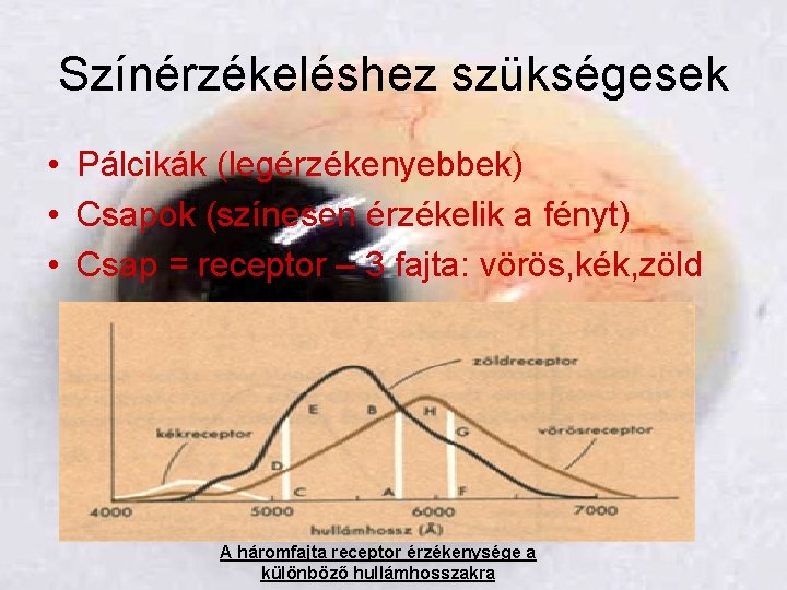 Színérzékeléshez szükségesek • Pálcikák (legérzékenyebbek) • Csapok (színesen érzékelik a fényt) • Csap =