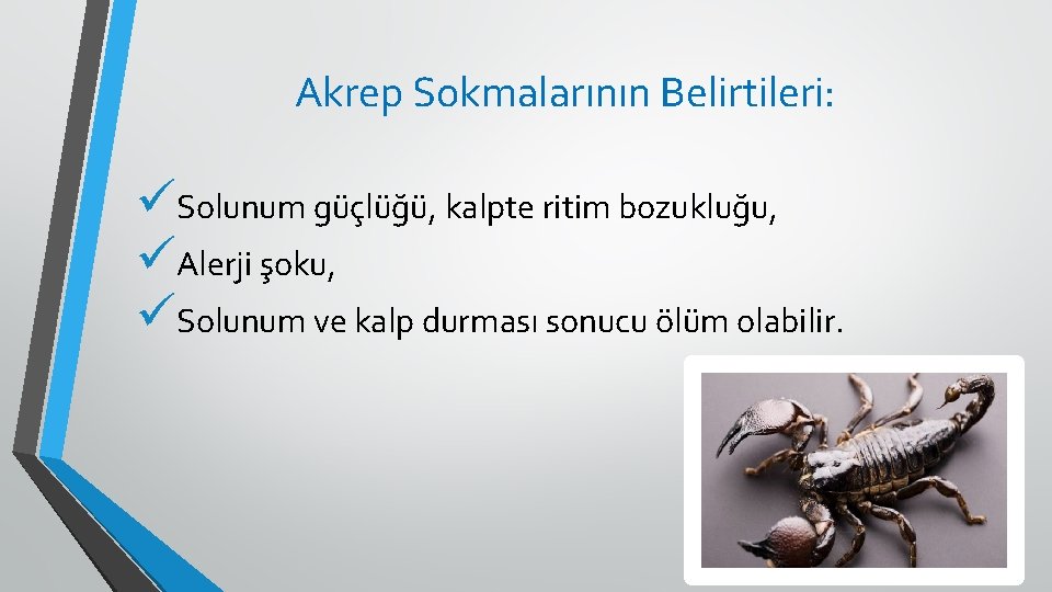 Akrep Sokmalarının Belirtileri: üSolunum güçlüğü, kalpte ritim bozukluğu, üAlerji şoku, üSolunum ve kalp durması