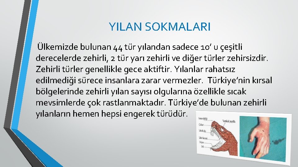 YILAN SOKMALARI Ülkemizde bulunan 44 tür yılandan sadece 10’ u çeşitli derecelerde zehirli, 2