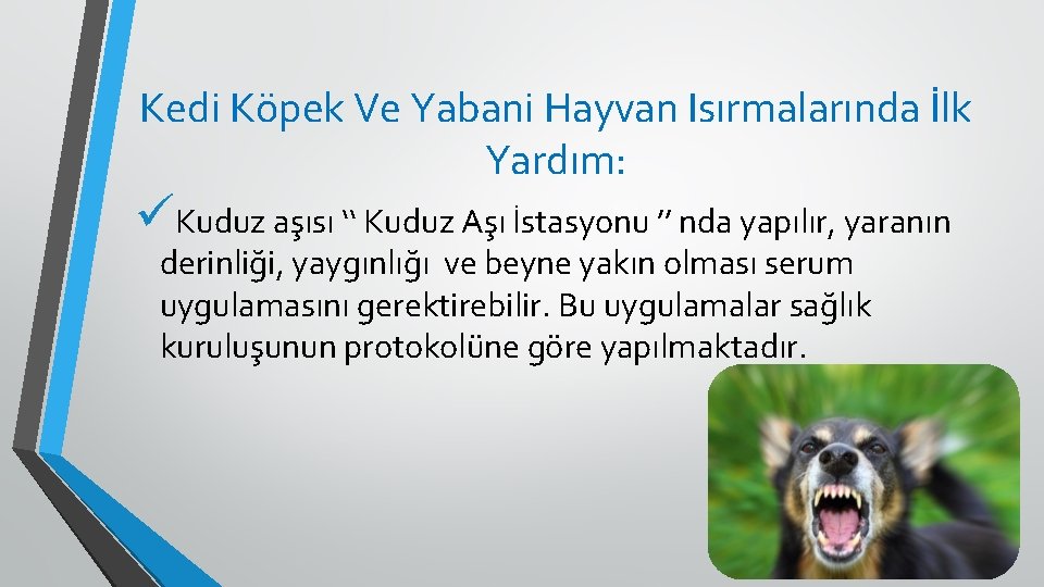 Kedi Köpek Ve Yabani Hayvan Isırmalarında İlk Yardım: üKuduz aşısı ‘‘ Kuduz Aşı İstasyonu