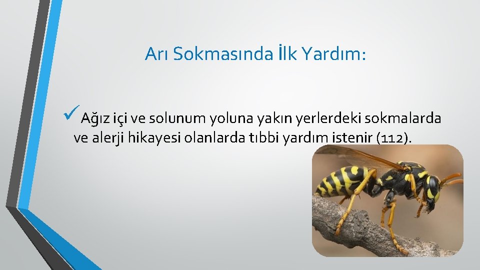 Arı Sokmasında İlk Yardım: üAğız içi ve solunum yoluna yakın yerlerdeki sokmalarda ve alerji