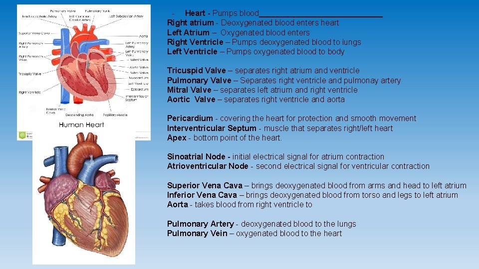 - Heart - Pumps blood Right atrium - Deoxygenated blood enters heart Left Atrium