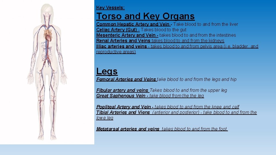 Key Vessels: Torso and Key Organs Common Hepatic Artery and Vein - Take blood