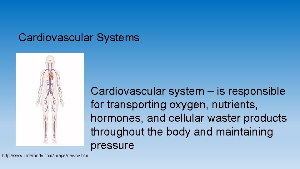 Cardiovascular Systems Cardiovascular system – is responsible for transporting oxygen, nutrients, hormones, and cellular