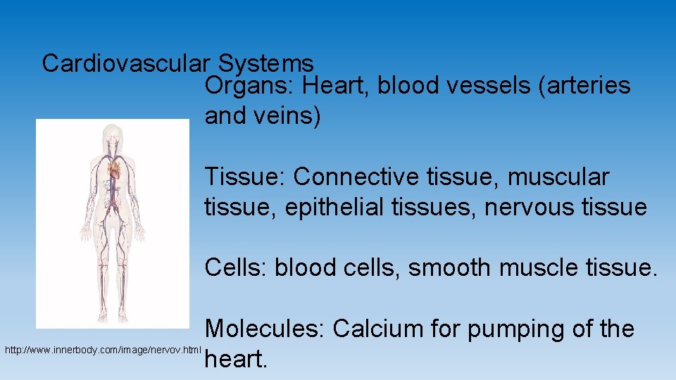 Cardiovascular Systems Organs: Heart, blood vessels (arteries and veins) Tissue: Connective tissue, muscular tissue,