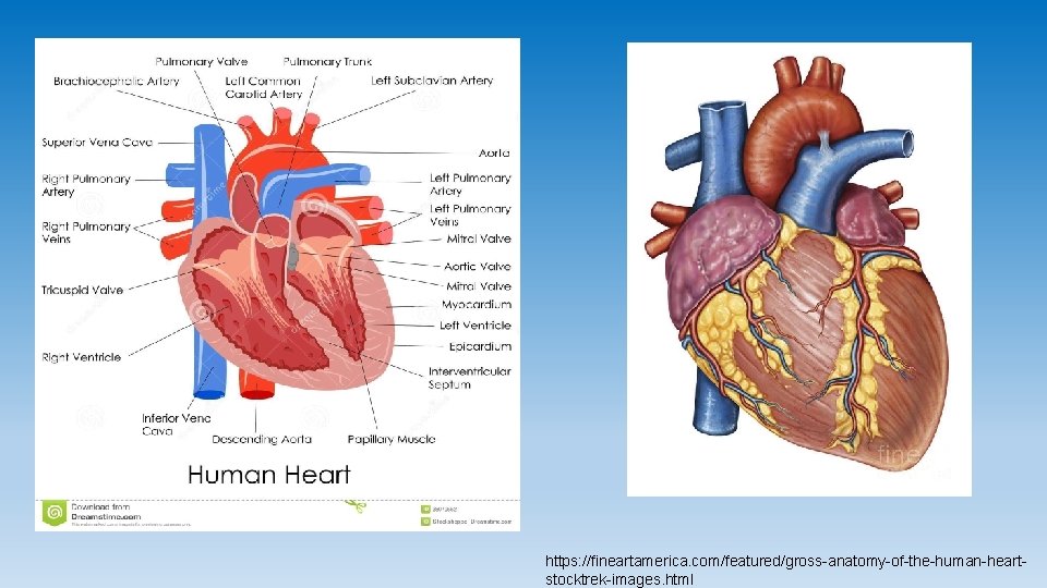 https: //fineartamerica. com/featured/gross-anatomy-of-the-human-heartstocktrek-images. html 