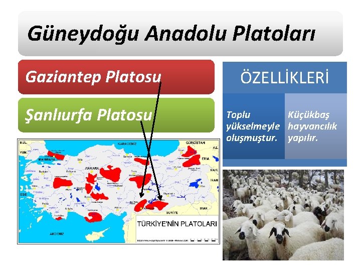 Güneydoğu Anadolu Platoları Gaziantep Platosu Şanlıurfa Platosu ÖZELLİKLERİ Toplu Küçükbaş yükselmeyle hayvancılık oluşmuştur. yapılır.