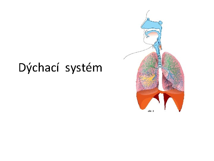 Dýchací systém obr. 2 