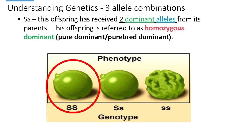 Mendelian Genetics Part 1 Lesson Number 2 Bell