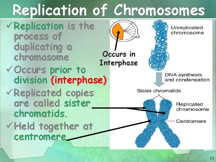 Replication of Chromosomes ü Replication is the process of duplicating a Occurs in chromosome