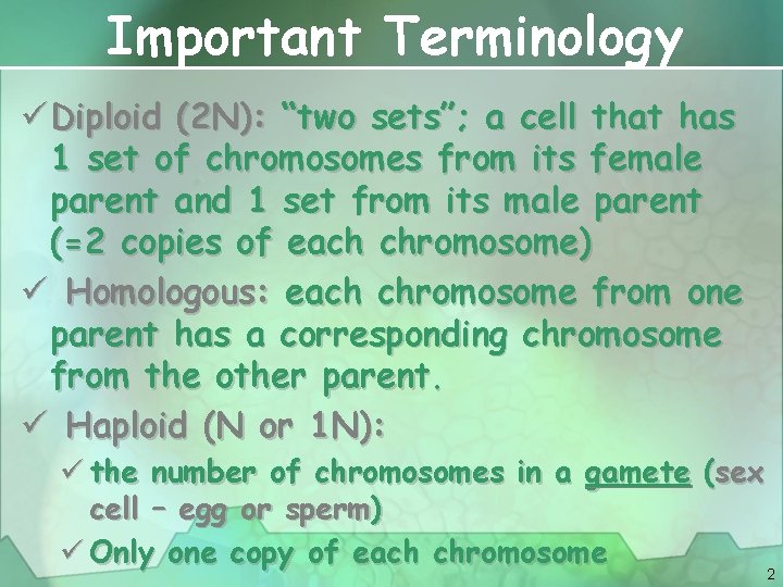 Important Terminology ü Diploid (2 N): “two sets”; a cell that has 1 set