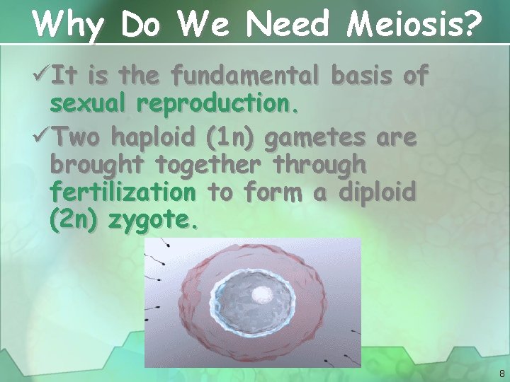 Why Do We Need Meiosis? üIt is the fundamental basis of sexual reproduction. üTwo