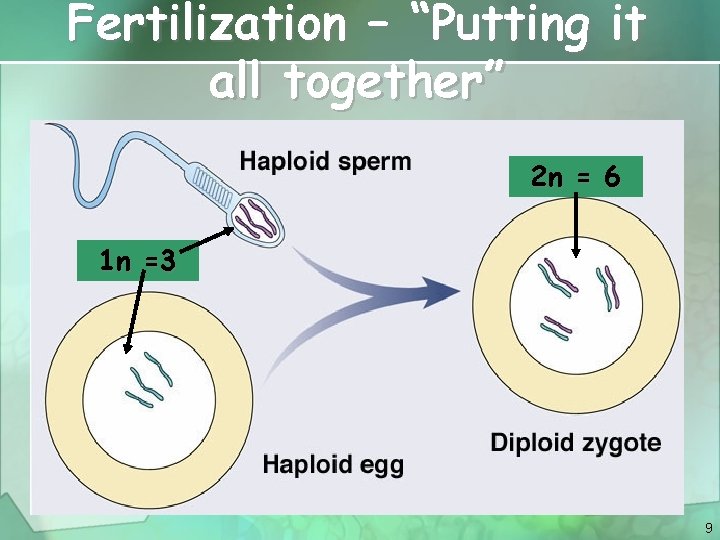Fertilization – “Putting it all together” 2 n = 6 1 n =3 9