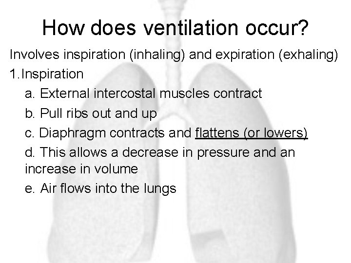 How does ventilation occur? Involves inspiration (inhaling) and expiration (exhaling) 1. Inspiration a. External