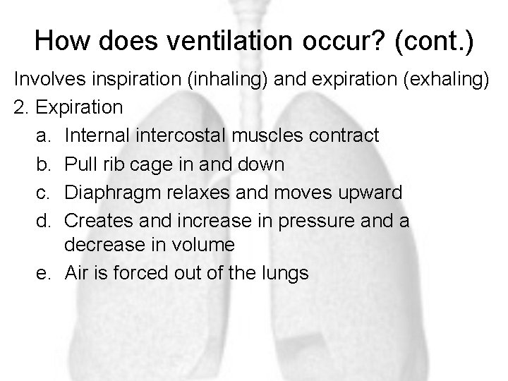 How does ventilation occur? (cont. ) Involves inspiration (inhaling) and expiration (exhaling) 2. Expiration