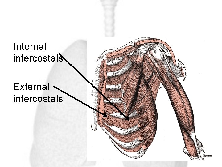 Internal intercostals External intercostals 