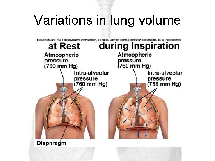 Variations in lung volume 
